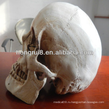 ГОРЯЧИЕ ПРОДАЖИ Пластиковый 3d-череп нового типа в натуральную величину